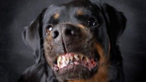 woeste-hond